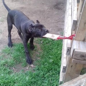 Короткая кусалка из джута для щенка питбуля «Motivation in Dog Training»